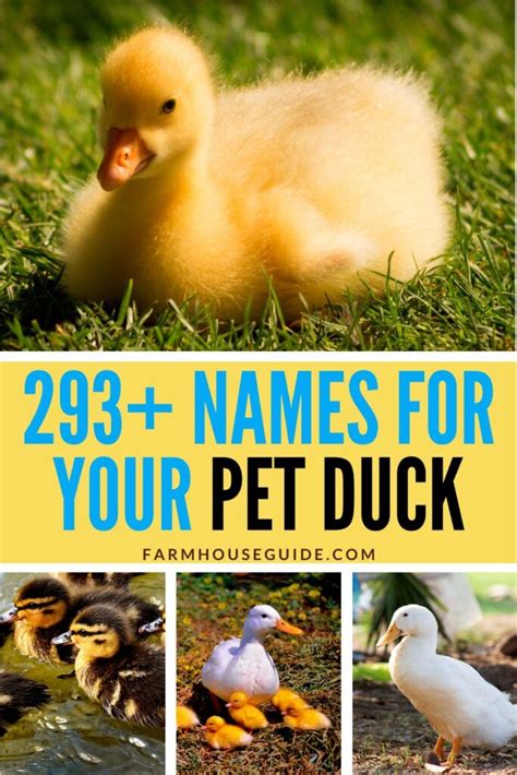 293+ Names for Your Pet Duck - Farmhouse Guide