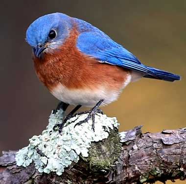 New York State Bird | Eastern Bluebird