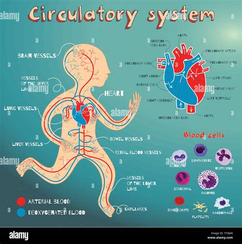 Circulatory system hi-res stock photography and images - Alamy