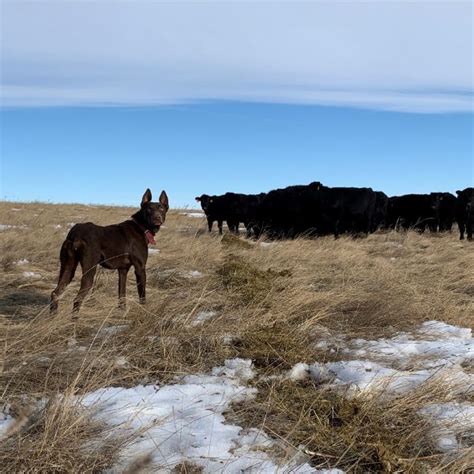 Registered Hangin Tree Cowdog - Dagley's Reata - Dagley Ranch News