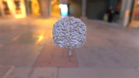 Brain from MRI - 3D model by kelkka [3cc91b9] - Sketchfab