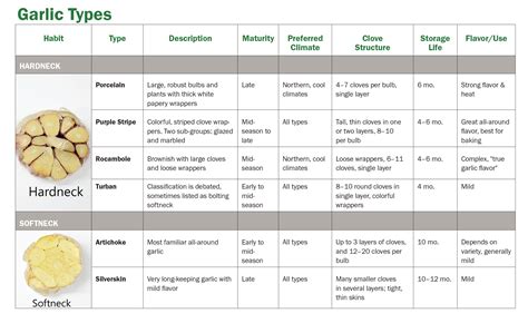 Garlic Type Chart