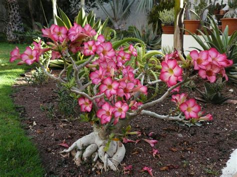 Adenium obesum succulents care and culture | Travaldo's blog