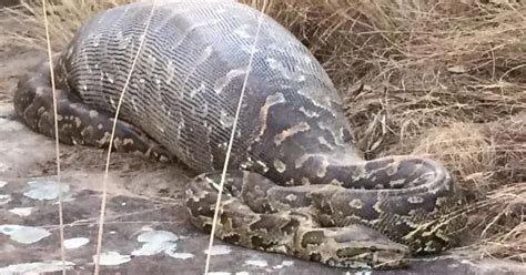 Burmese Python Eating Human