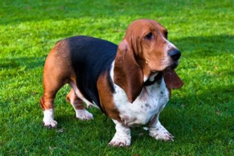 Raza Basset Hound | Carácter basset hound