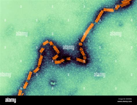 PARAMYXOVIRIDAE VIRUS Stock Photo - Alamy