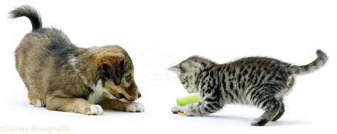 Pets: Kitten and puppy playing photo WP02653