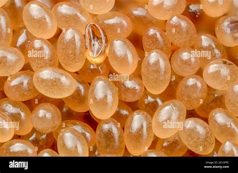 Tick eggs hi-res stock photography and images - Alamy