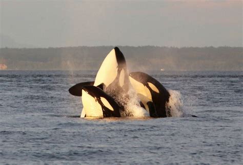 Orca pods put on a show as they play in the Salish Sea - oregonlive.com