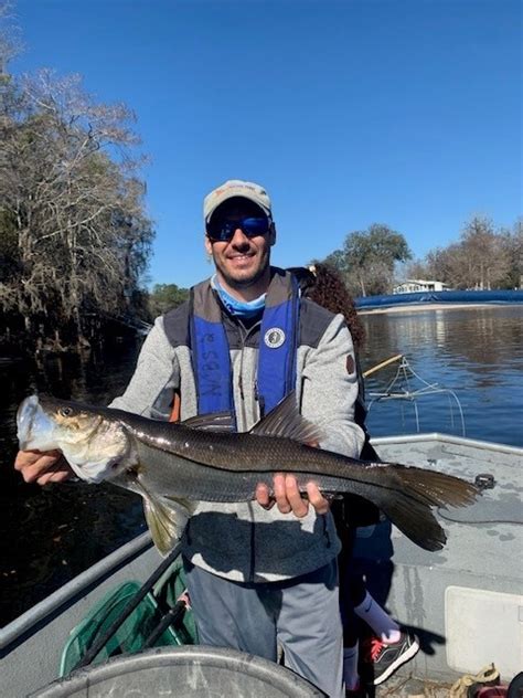 New River, Who Dis? Snook Habitat Expansion in the Nature Coast - UF/IFAS Nature Coast ...