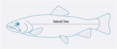 Image of a fish's lateral line | Download Scientific Diagram