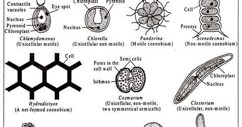 ALGAL CELL STRUCTURE