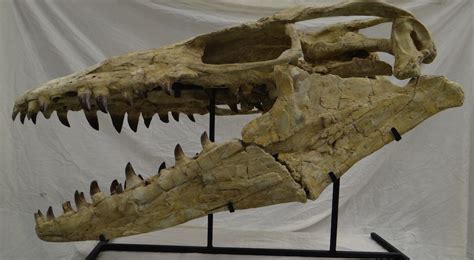 Prognathodon Skull 4 - Members Gallery - The Fossil Forum