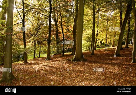 Autumn colours in an English Woodland Stock Photo - Alamy