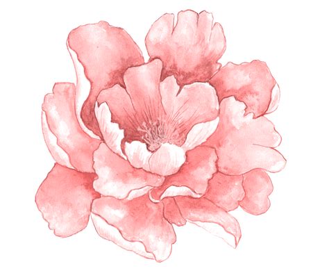 watercolour | Watercolor flowers paintings, Flower art, Flower illustration