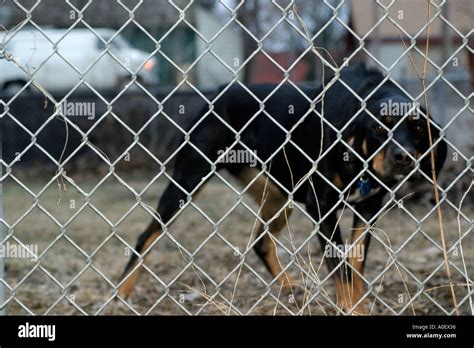 Junkyard dog hi-res stock photography and images - Alamy