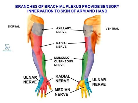 Median Nerve: Course & Innervation » How To Relief | Median nerve, Radial nerve, Ulnar nerve