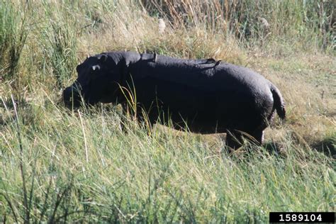 hippopotamus (Hippopotamus amphibius Linnaeus, 1758)