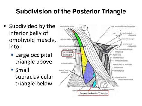 Posterior triangle of the neck