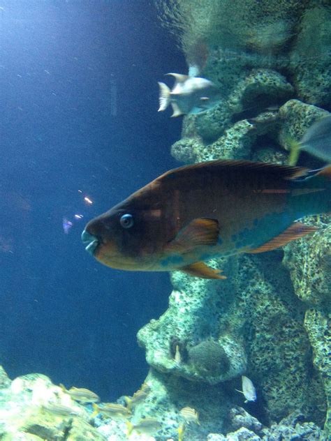 Beautiful Peacock Fish at Jenks Aquarium | Zoo photos, Jenks aquarium, Fish pet