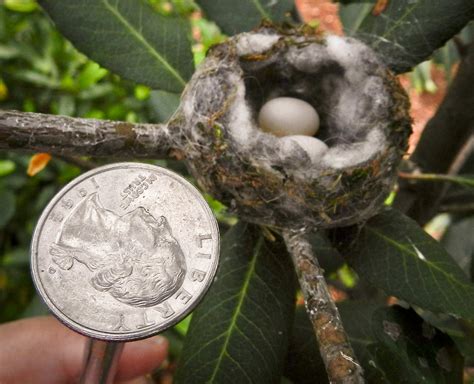 Bee Hummingbird Nest