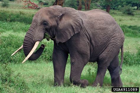 African Elephant, Loxodonta africana (Proboscidea: Elephantidae) - 4911089