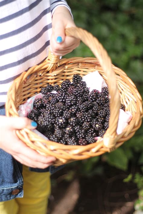 Blackberry Picking - Love Audrey