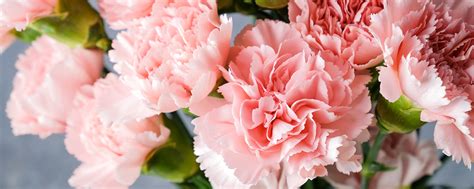 January Birth Flower + More: Carnation | ProFlowers