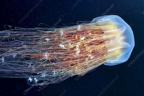 Lion's mane jellyfish - Stock Image - C045/6854 - Science Photo Library