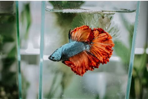 How to Set Up a Betta Fish Tank - PetHelpful