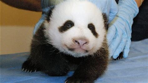 National Zoo panda cam online, zoo reopens Friday