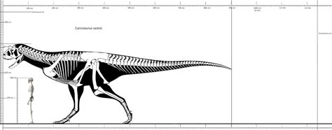 Carnotaurus size by RAPTORAO on DeviantArt