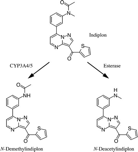 Metabolic pathways of indiplon in humans. | Download Scientific Diagram