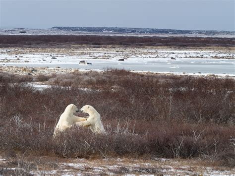 Polar Bears Across and Above the Tundra - Churchill Polar Bears