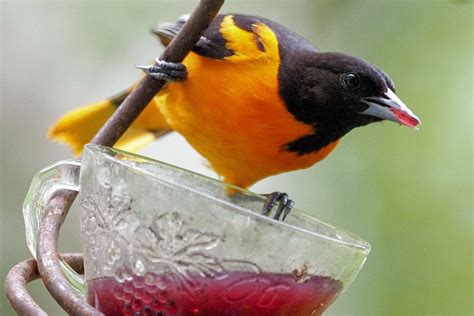 Easy Tips for Attracting Backyard Orioles | Oriole bird feeders, Backyard birds watching, Oriole ...