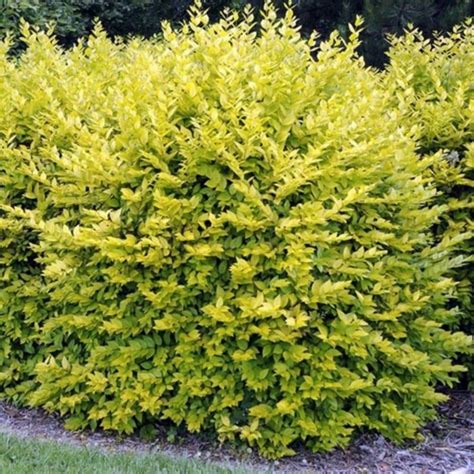 Ligustrum ovalifolium 'Aureum' - Golden Pivet Hedging Plant | Gardeners Dream