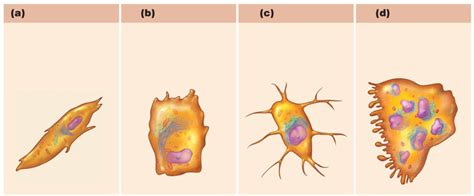 different types of bone cells Diagram | Quizlet