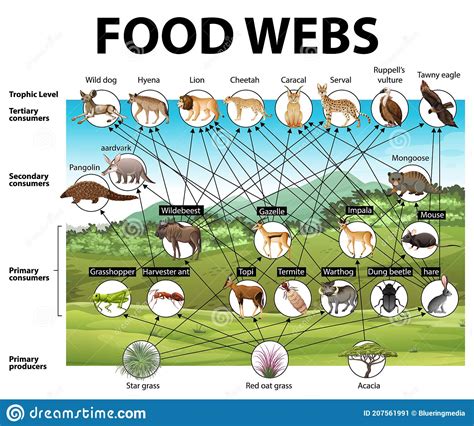 [Solved] 5. In a savanna, gazelles, wildebeests, and warthogs eat ...