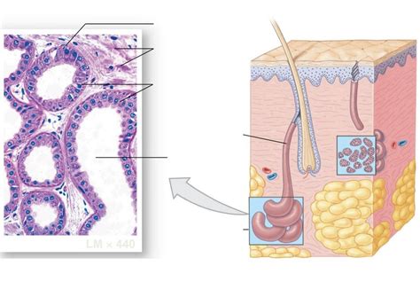 Apocrine Sweat Glands Diagram | Quizlet