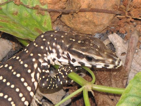 File:The Monitor Lizard (Juvenile) Varanus bengalensis.JPG - Wikimedia Commons