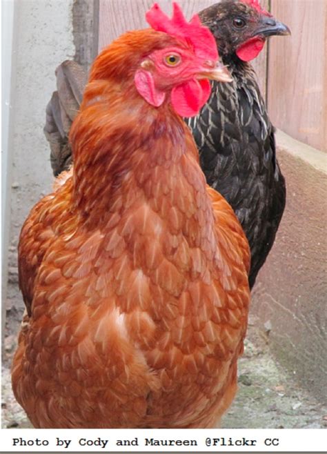 Chickens: 12 of the Best Brown Egg-Layers | Big Picture Agriculture