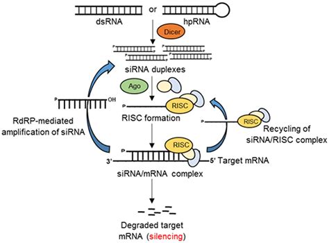 Frontiers | RNA Interference (RNAi) as a Potential Tool for Control of Mycotoxin Contamination ...