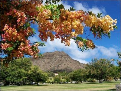 native hawaiian flowering trees - Marshall Kelleher