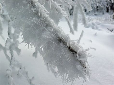 Free Images : nature, branch, snow, cold, white, frost, ice, weather ...