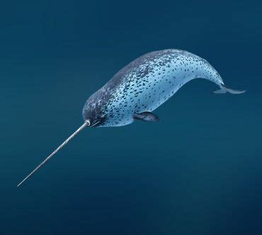 Животные Арктики: описание, фотографии | Water animals, Sea mammal, Narwhal