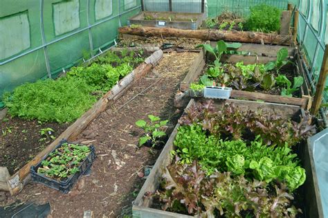 Guide: Buying a polytunnel for your garden – Sara's Kitchen Garden