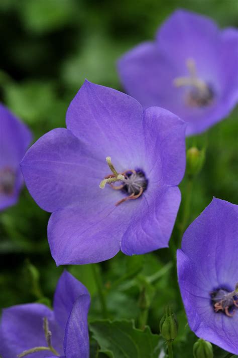 Rapido Blue Bellflower - Plant Library - Pahl's Market - Apple Valley, MN