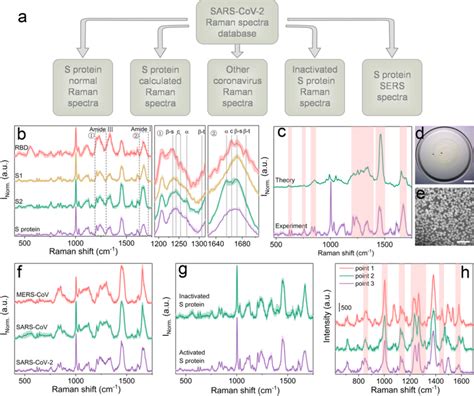 Raman spectra database of the S protein of SARS-CoV-2. (a) The... | Download Scientific Diagram