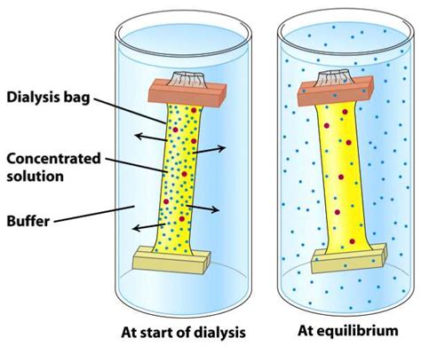 Hemodialysis Diffusion