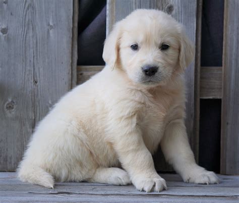 AKC Registered English Cream Golden Retriever For Sale Fredericksburg, – AC Puppies LLC